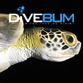 DiveBum